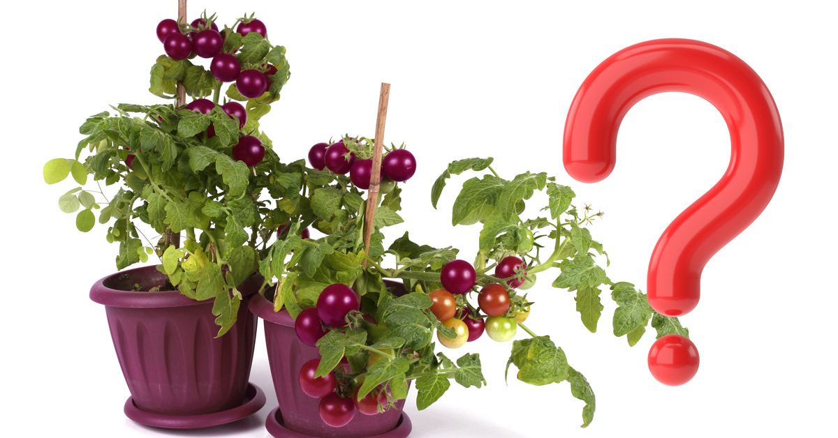 Purple Cherry tomatoes growing in pots