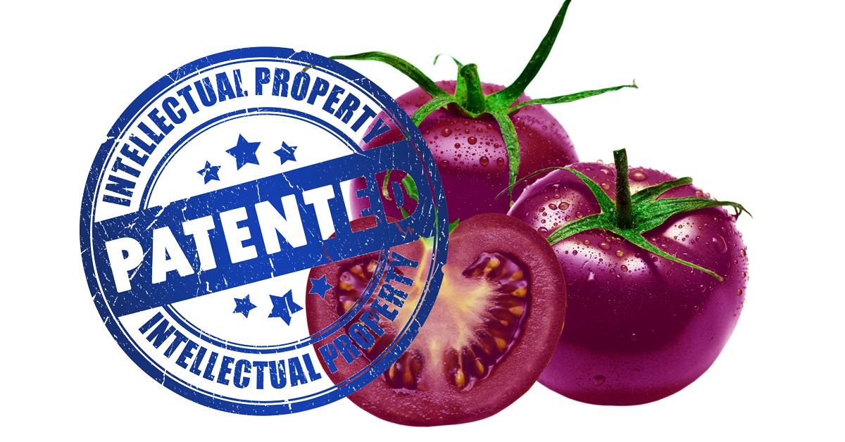 Purple Tomatoes and intellectual property