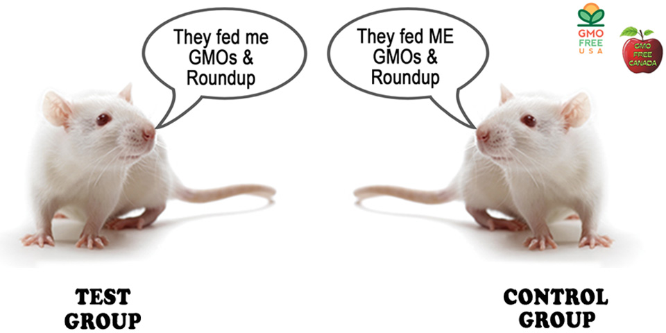 Rats fed GMO and Roundup