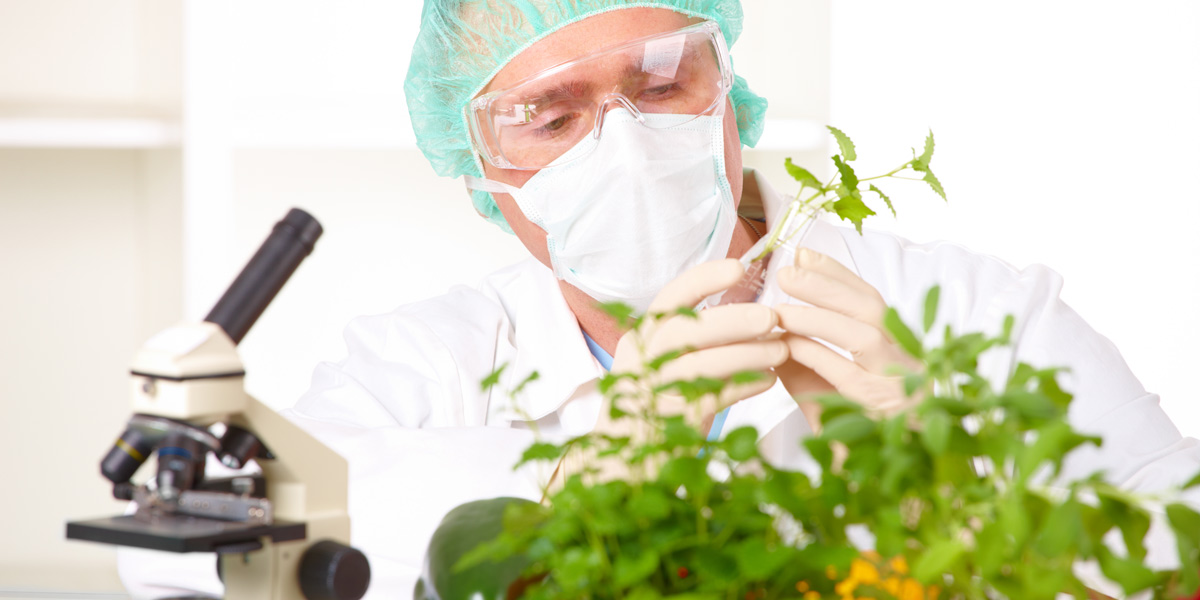 Researcher holding GMO plant