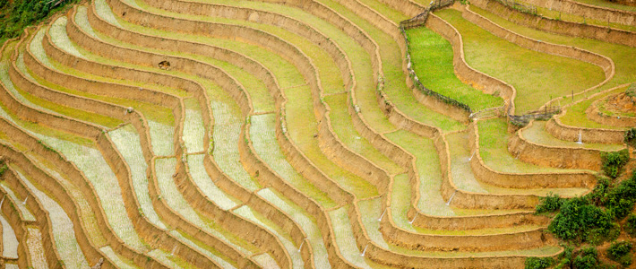 Rice field terraces