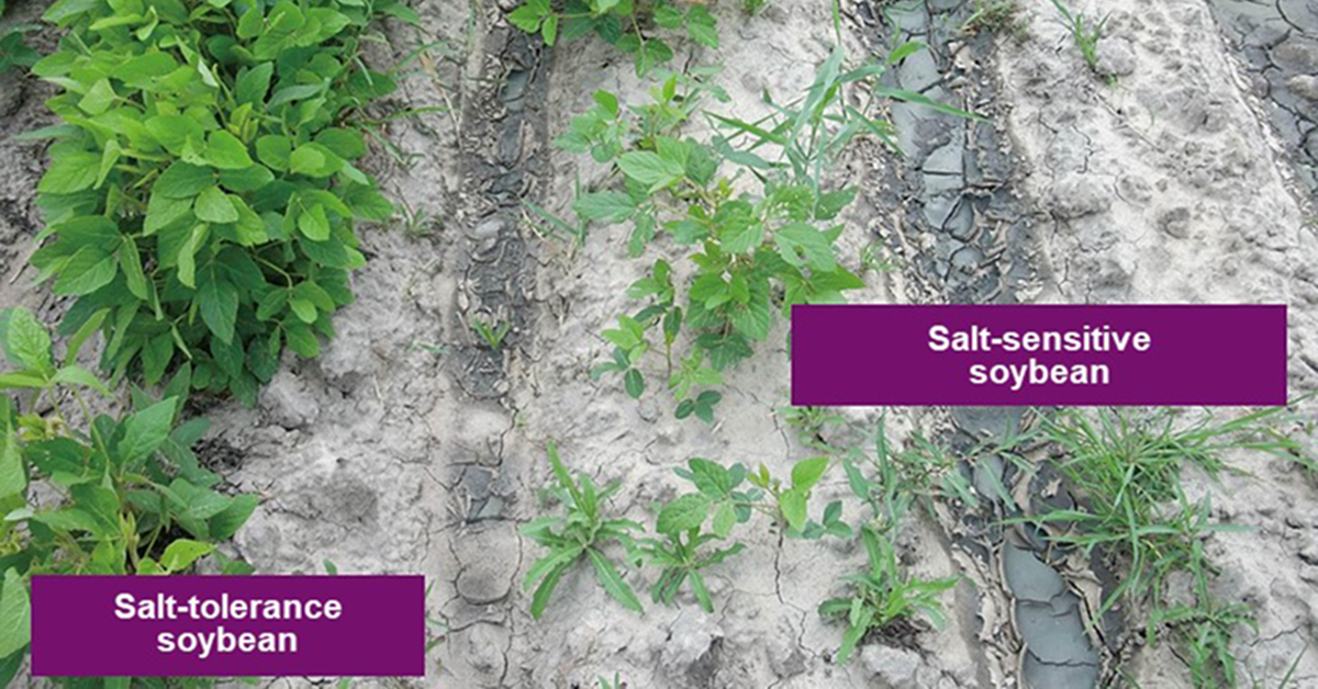 Salt-tolerant and salt-sensitive soybeans