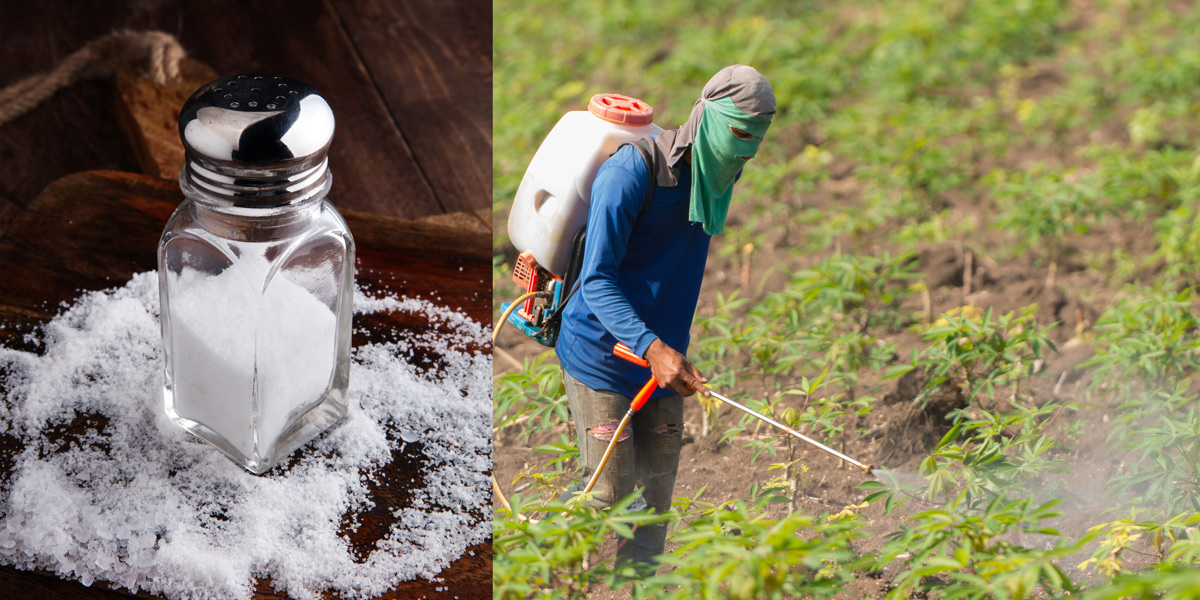 Salt shaker and glyphosate