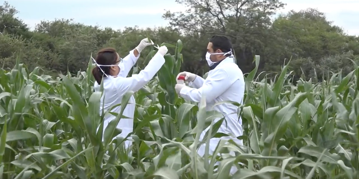Scientists testing for illegal GM maize found growing in Bolivia