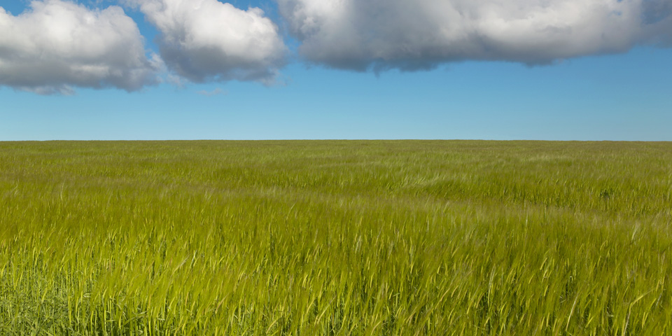 Scottish Wheat Field, Orkney