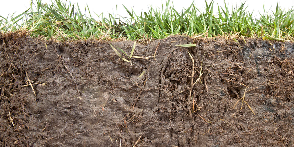 Section of grass and soil