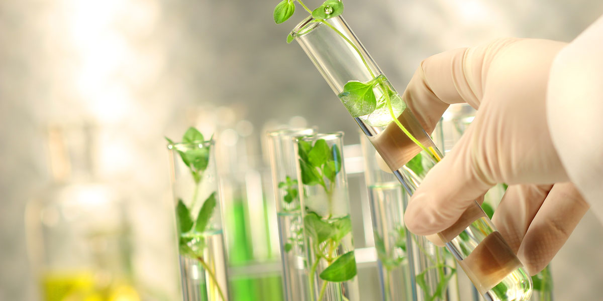 Small plants in test tubes