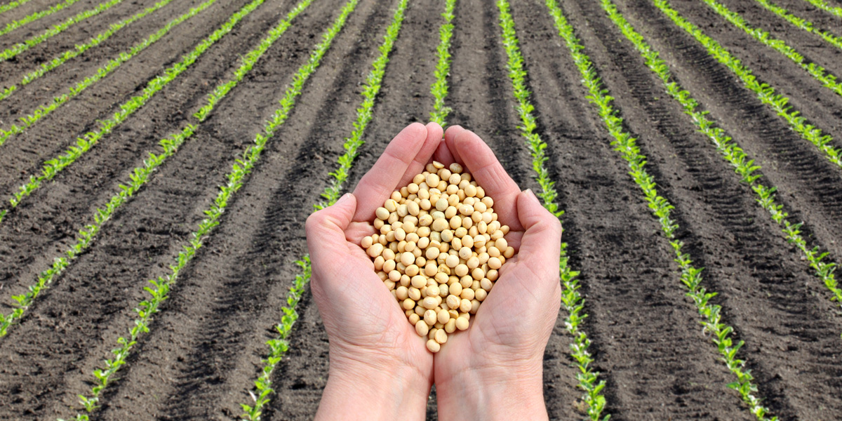 Soybeans in Hands