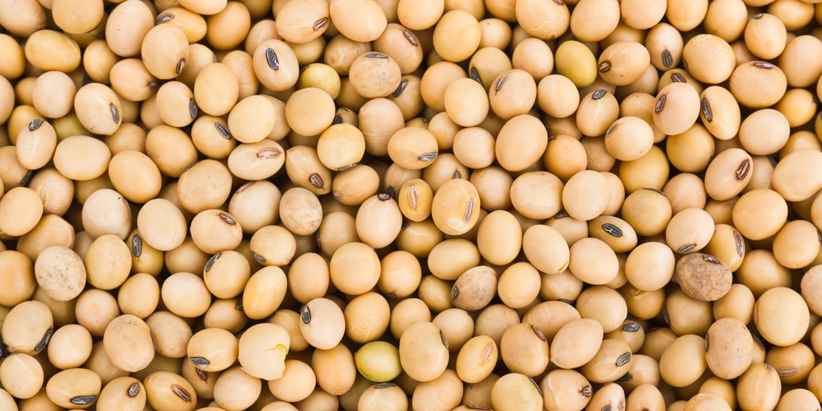 Soya beans