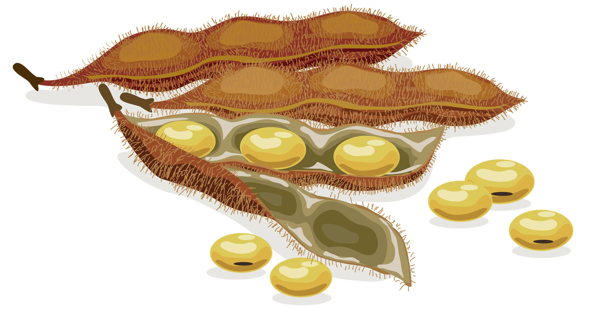 Soybean illustration