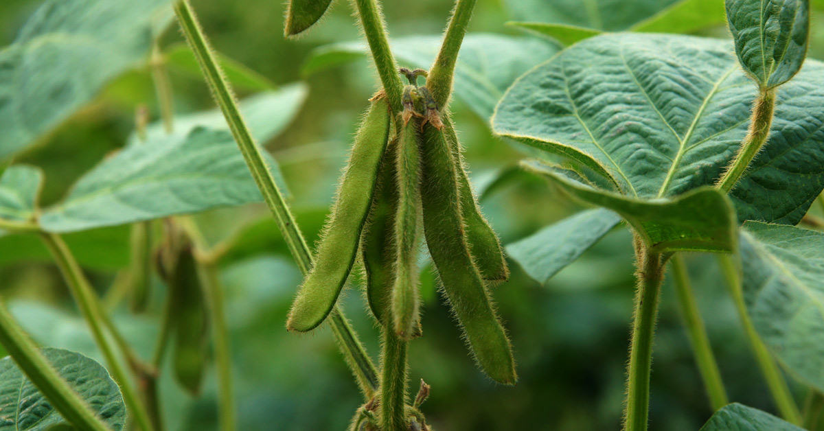 Soybean plants in field