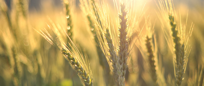 Sunset over wheat field