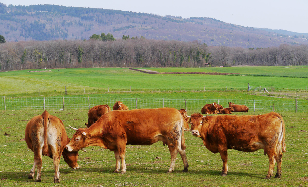 Swiss cattle