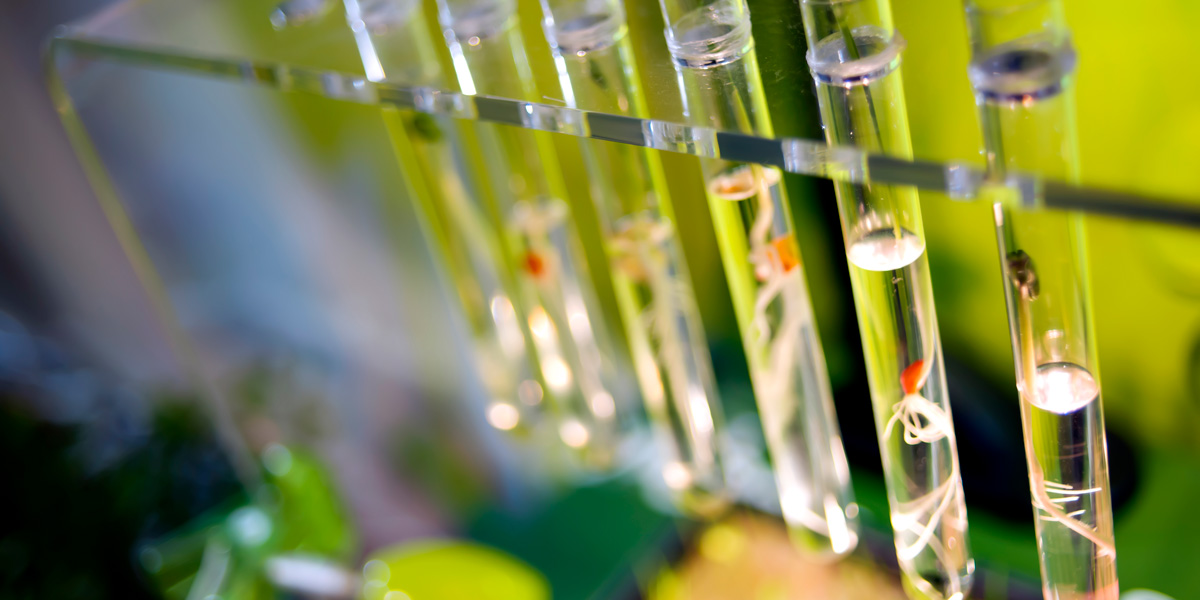 Test tubes with small sprouts plants