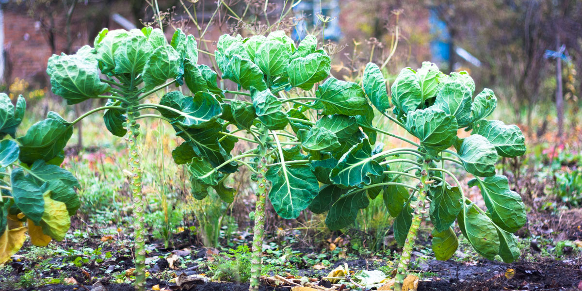 Three Cabbages