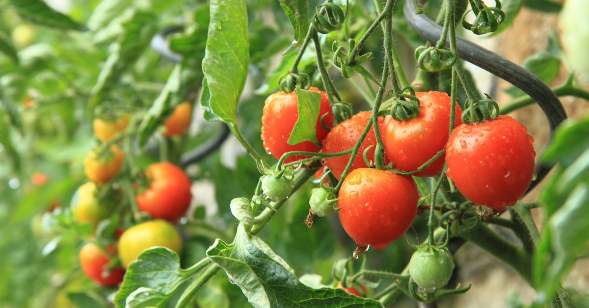 Tomato Plant