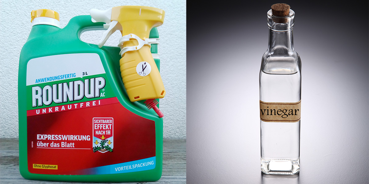 Vinegar bottle and Roundup container
