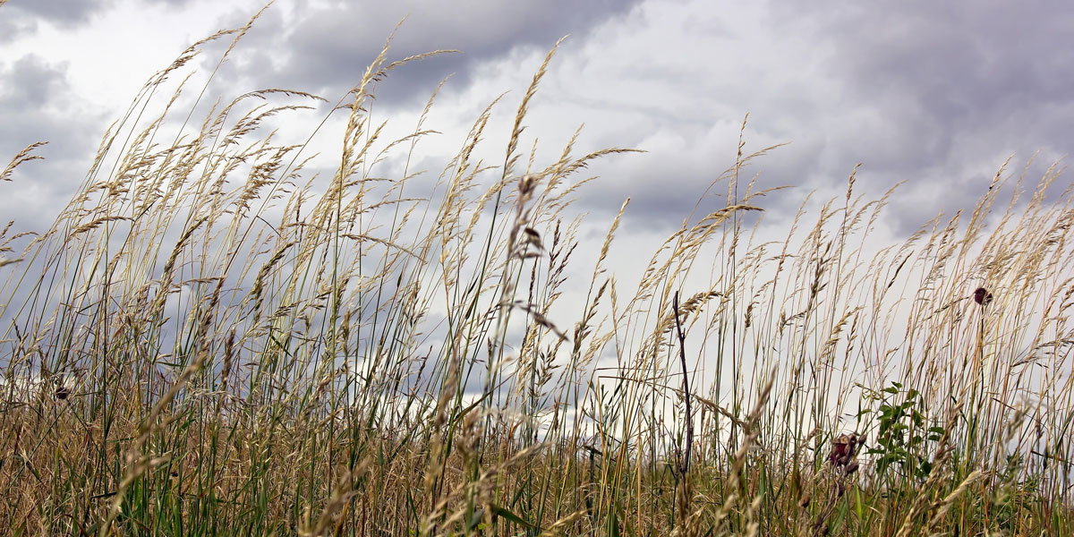 Weeds in the Campaign