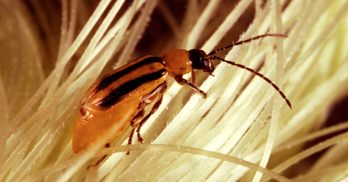 Western corn rootworm