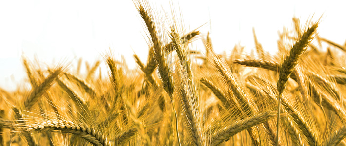 Wheat field