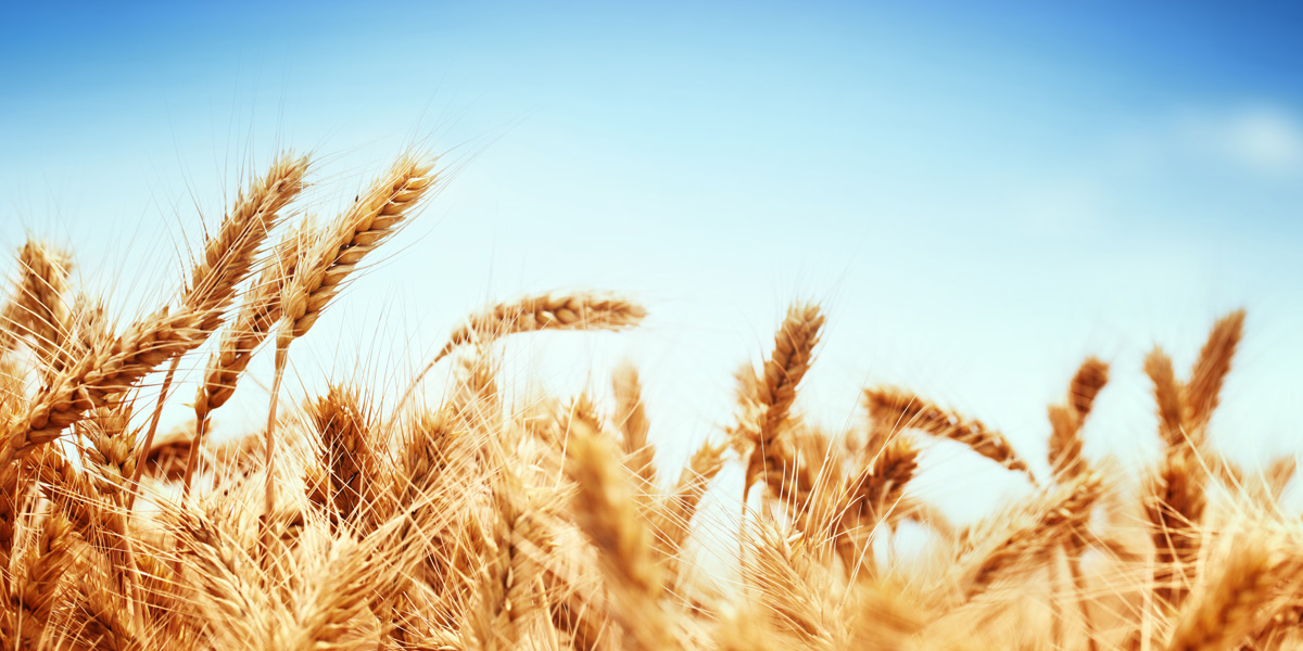 Wheat field against blue sky