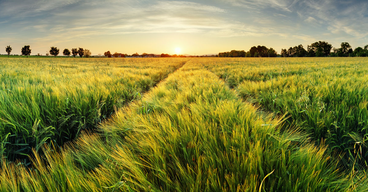 Wheat field at sunset