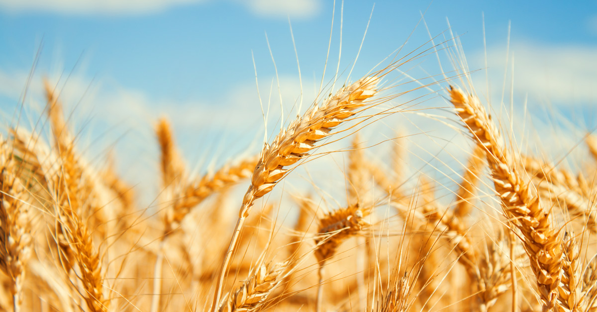 Wheat in a field