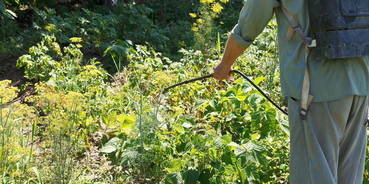 Worker Sprays Pesticide