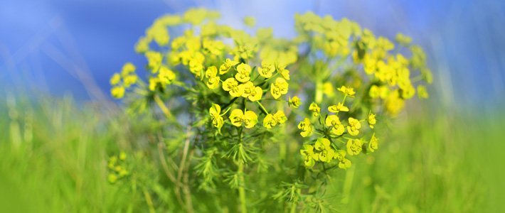 Yellow Rapeseed canola