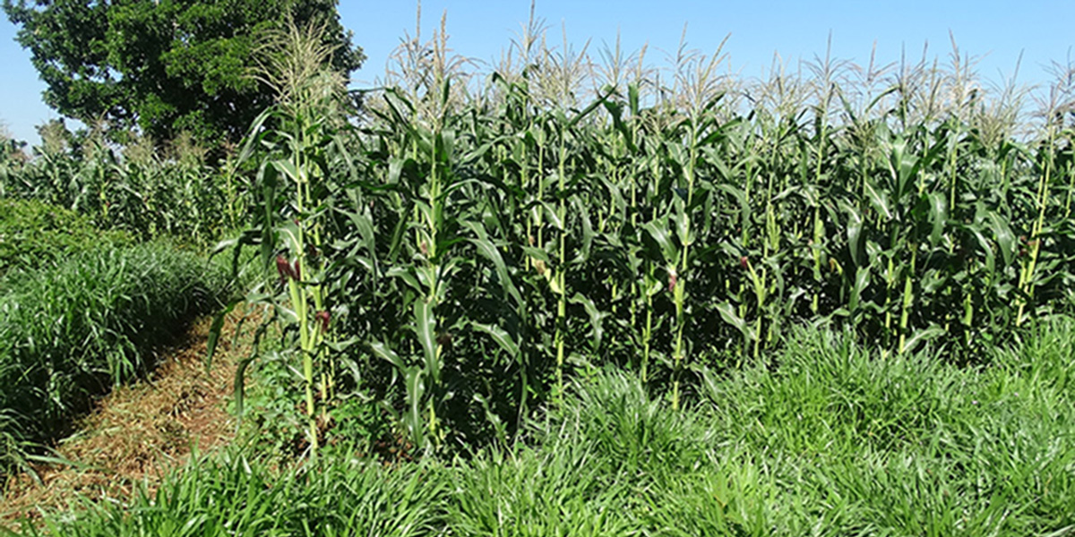 Amyworm push-pull maize Africa