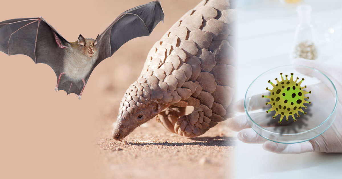 bat, pangolin and virus in a petri dish