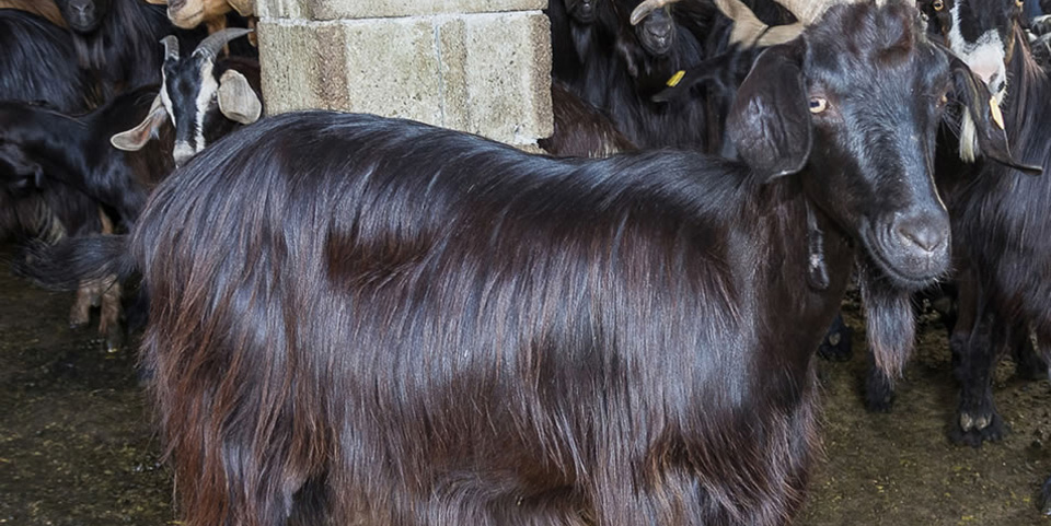 black hairy goat