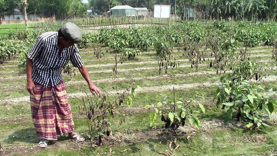 Abul Hayet showing diseased Bt brinjal plants in his field