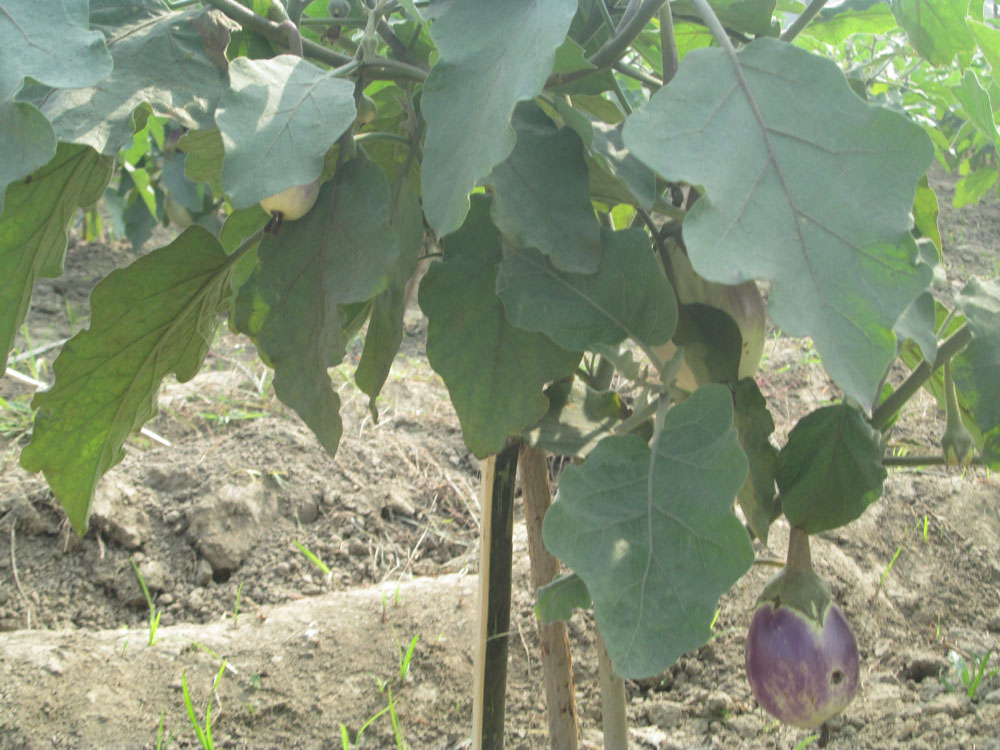 Bt brinjal colour change in fruits and pest on fruit