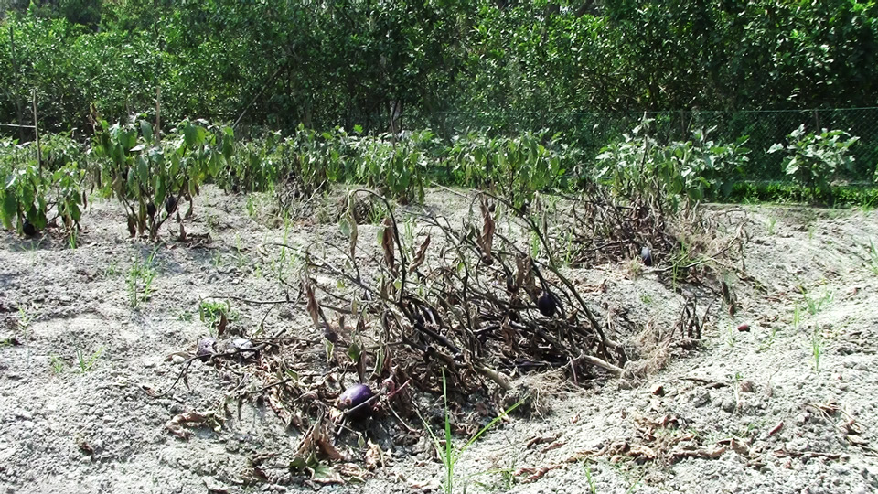 Half-barren bt brinjal plot of Abul Hossain