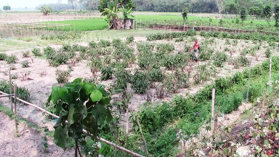 Md Alamgir showing his half barren bt brinjal plot