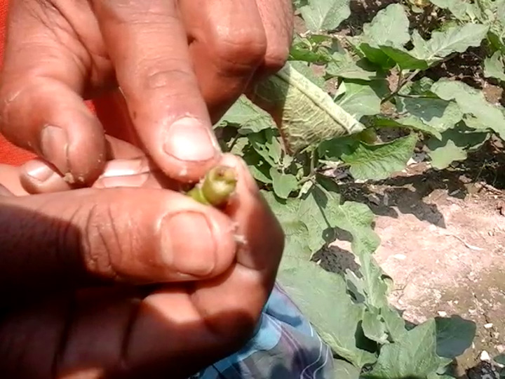 Mohammad Ali Nimsar showing BFSB affected shoot of Bt brinjal plant