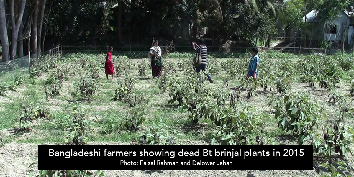 Bangladeshi farmers showing dead Bt brinjal plants in 2015