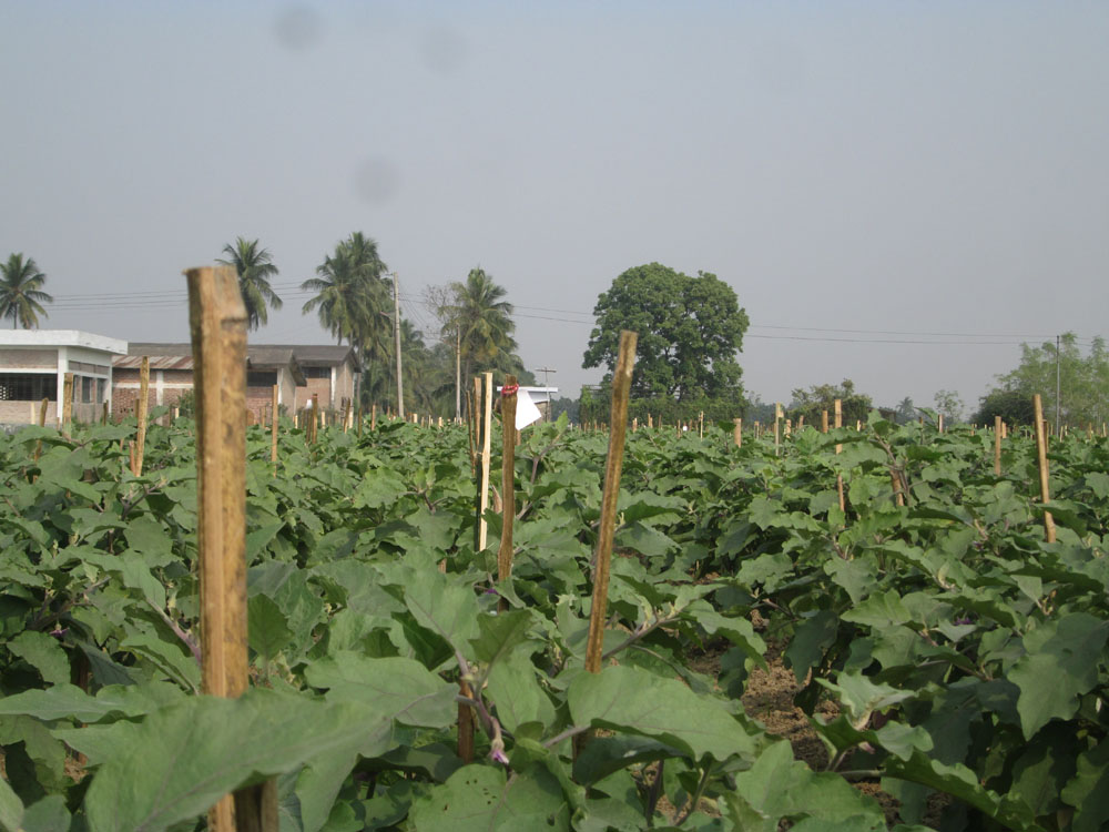 Plants need support with bamboo sticks not seen before