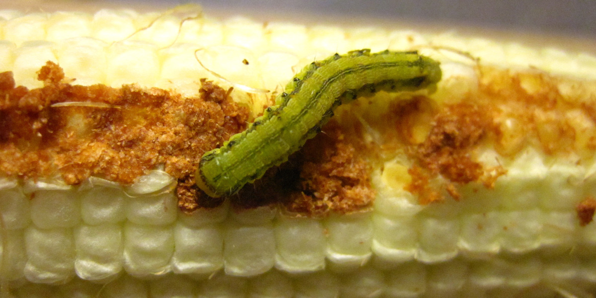 corn earworm eating GM-Bt corn