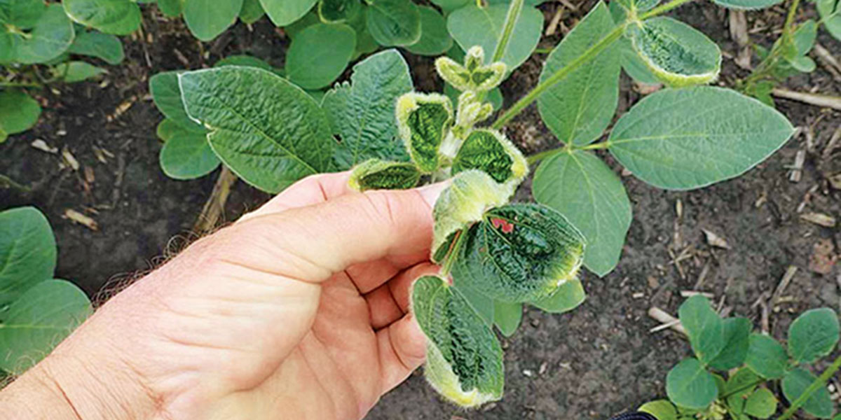 Dicamba damaged soybean plant