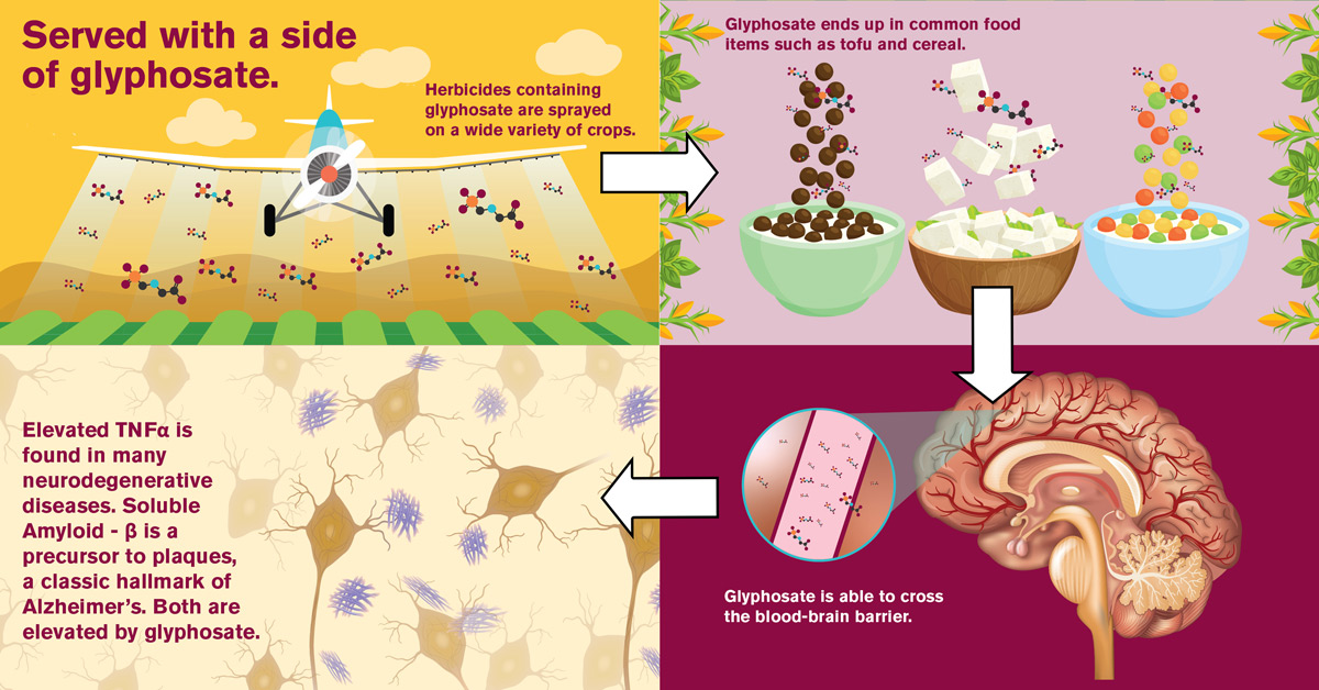 glyphosate neuroinflammation process