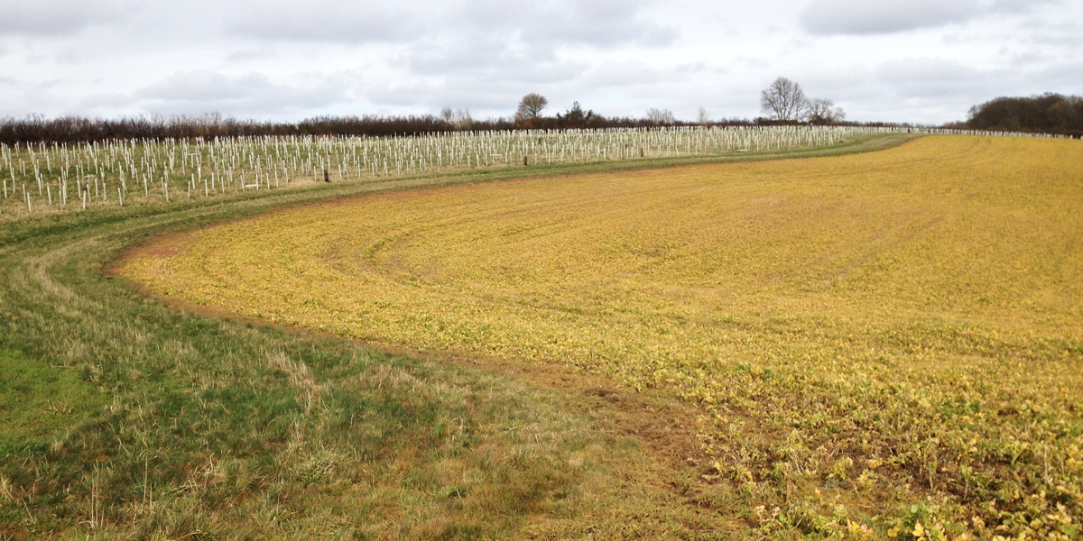 glyphosate sprayed arable field