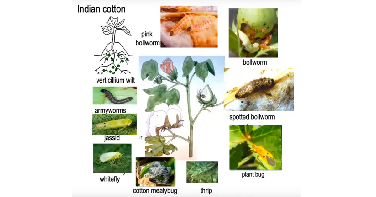 gutierrez bt cotton pests