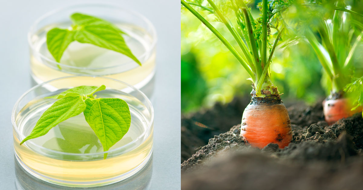 lab grown soil-grown plant