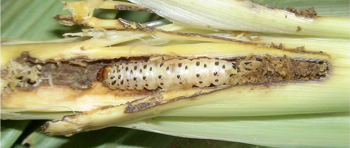 maize pest damage