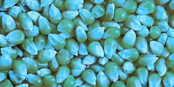 nicotinoid treated corn seeds