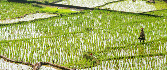 rice field