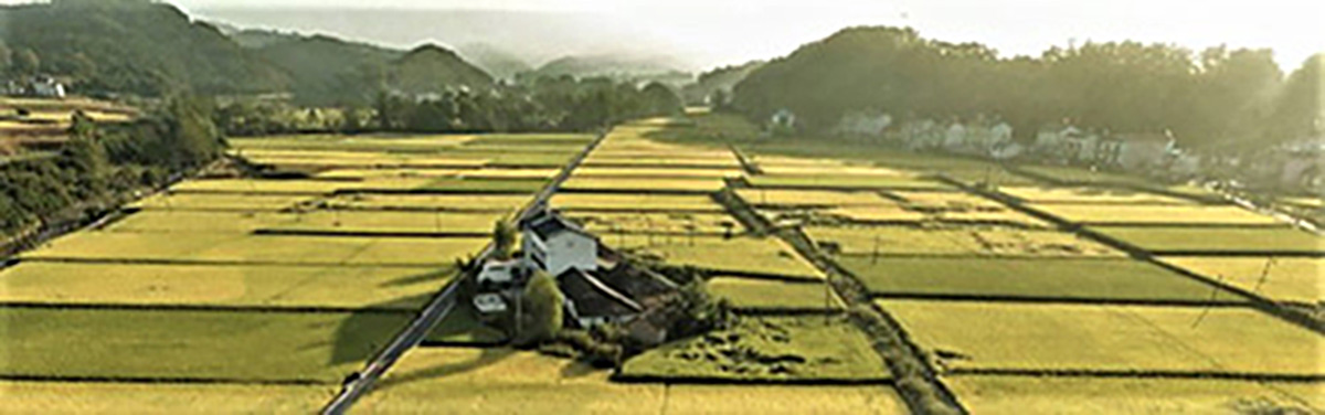 salt-resistant rice in China