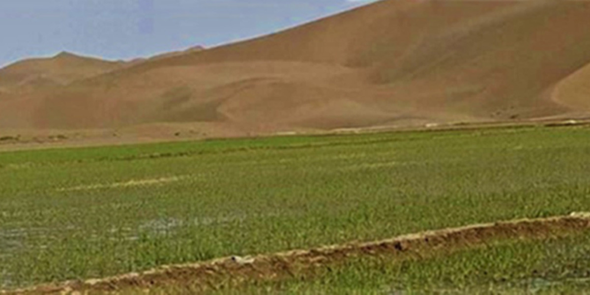 salt-resistant rice in desert